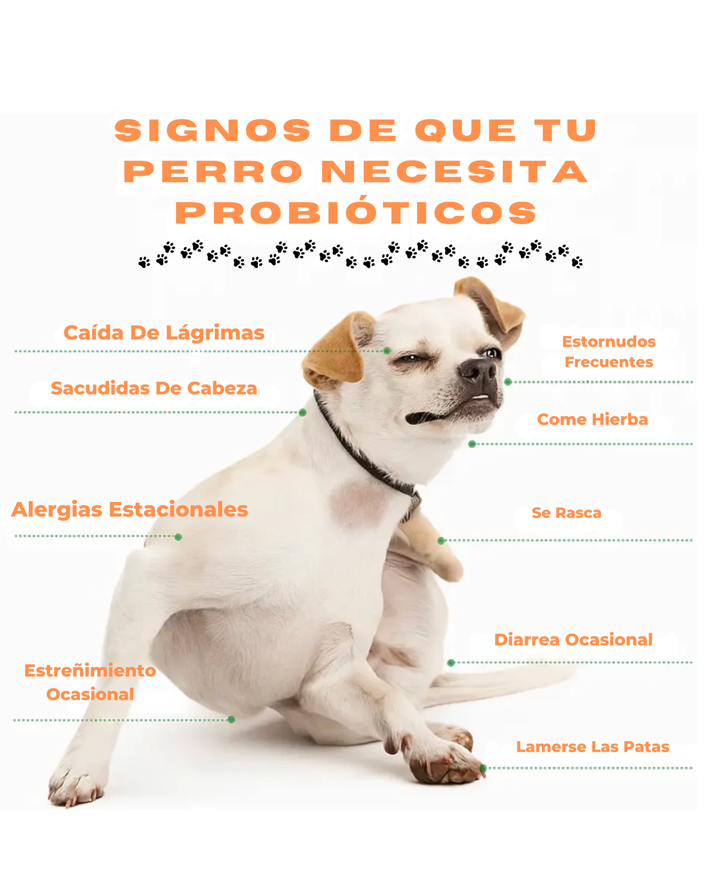 Biocan | Probiotico para Perros | Multivitaminico